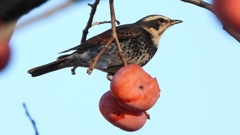 DSCN4704：ツグミ