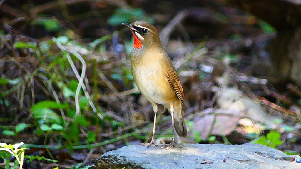 P2310050：ノゴマ（オス）