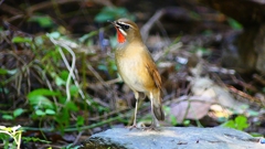 P2310050：ノゴマ（オス）