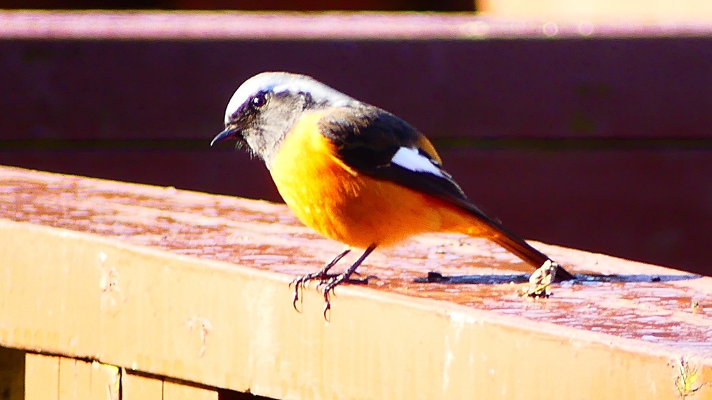 P2370585：ジョウビタキ（オス）