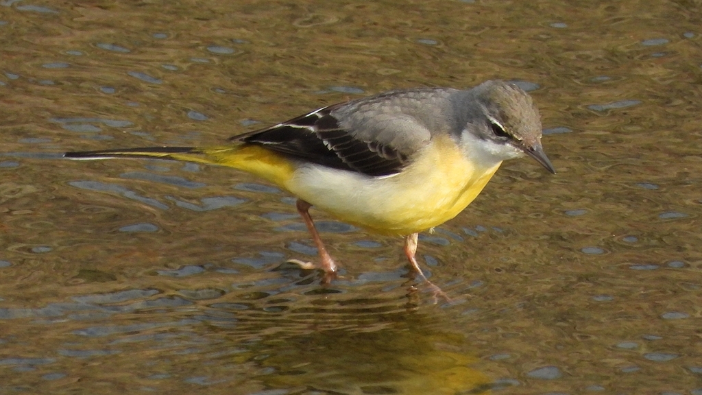 DSCN7556：キセキレイ