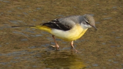 DSCN7556：キセキレイ