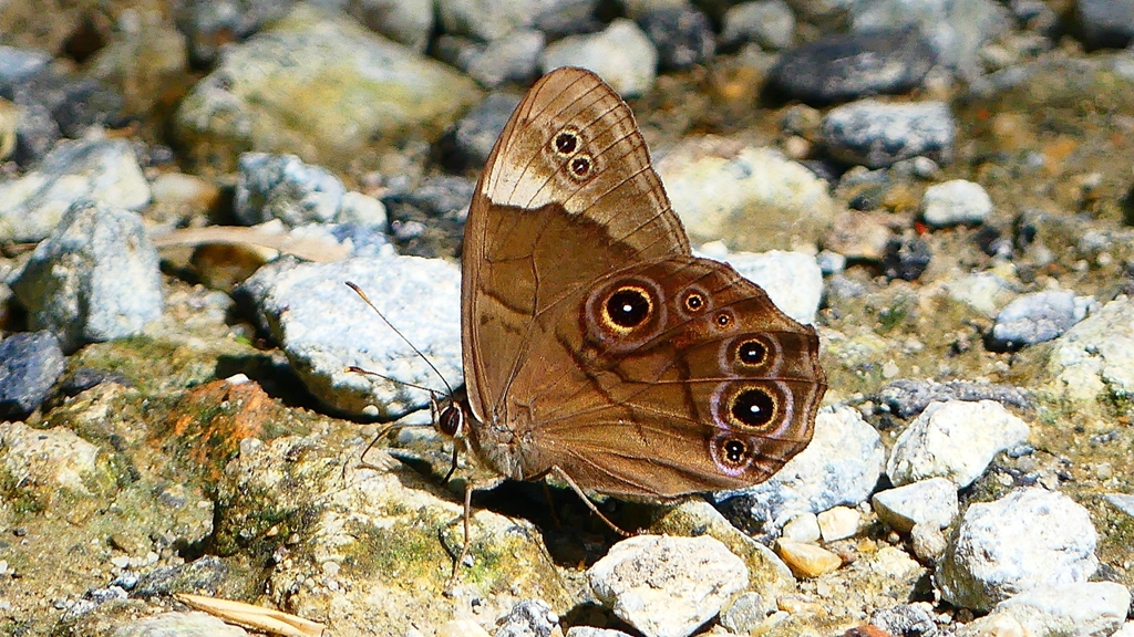 P2260575：クロヒカゲ