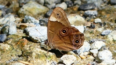 P2260575：クロヒカゲ