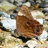 P2260575：クロヒカゲ