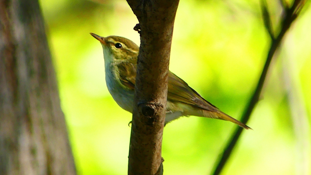 P2320035：ムシクイ