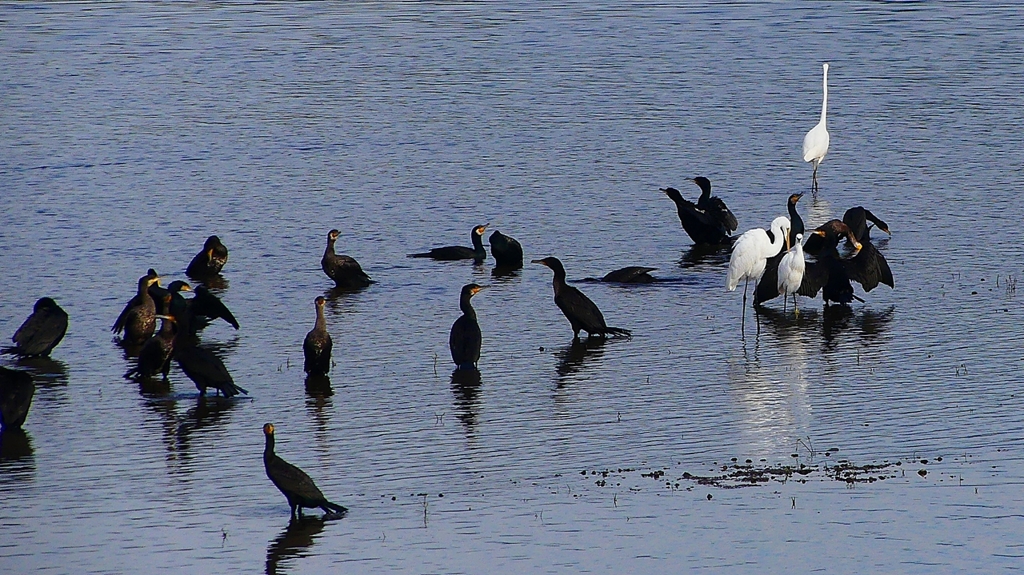 P2360802：カワウ他