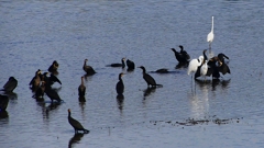 P2360802：カワウ他