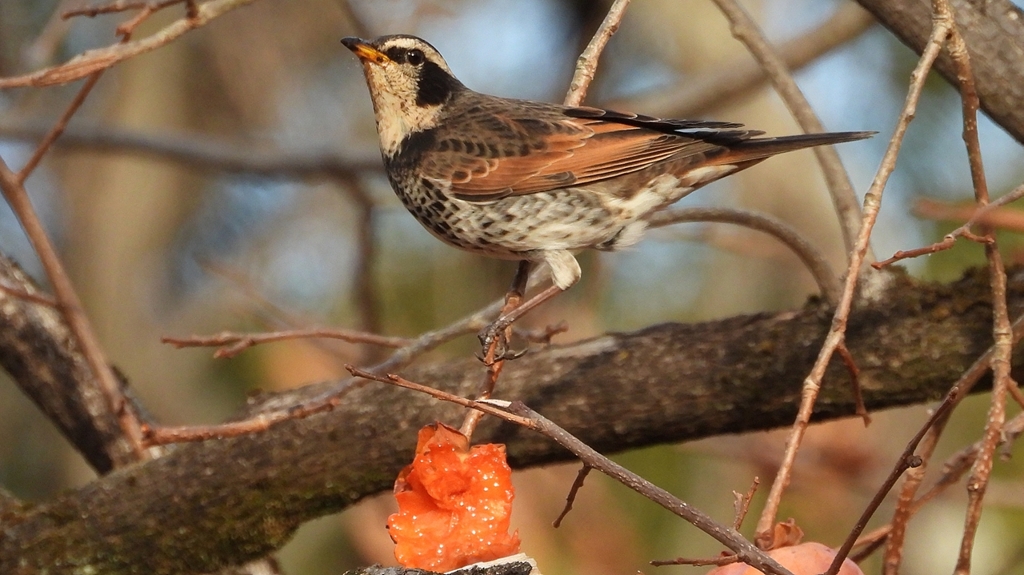 DSCN8396：ツグミ