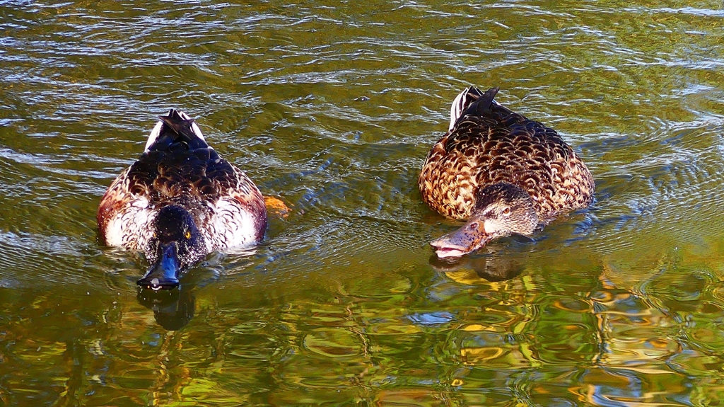 P2360078：ハシビロガモ