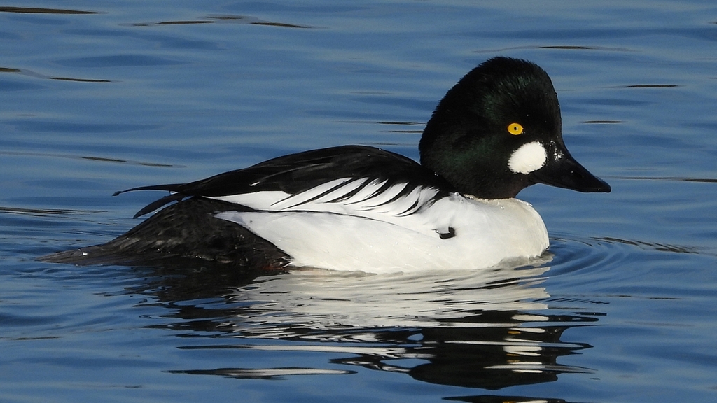 DSCN2568：ホオジロガモ（オス）