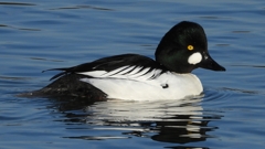 DSCN2568：ホオジロガモ（オス）