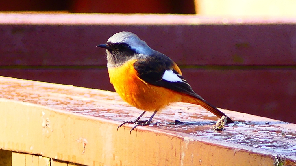 P2370559：ジョウビタキ（オス）