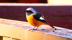 P2370559：ジョウビタキ（オス）