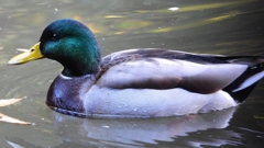 DSCN0050：マガモ（オス）