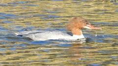 DSCN1996：カワアイサ（メス）