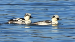 DSCN7062：ミコアイサ（オス）