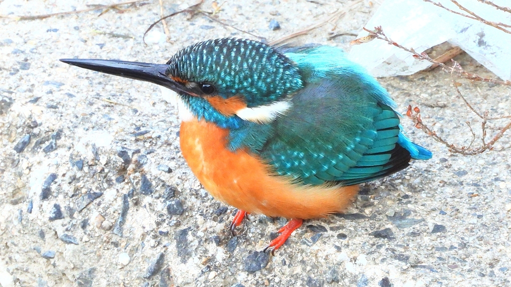 DSCN6397：カワセミ（オス）