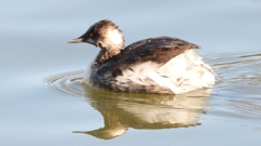 DSCN8005：ハジロカイツブリ