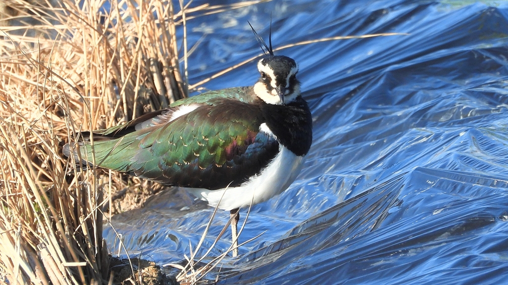 DSCN6620：タゲリ