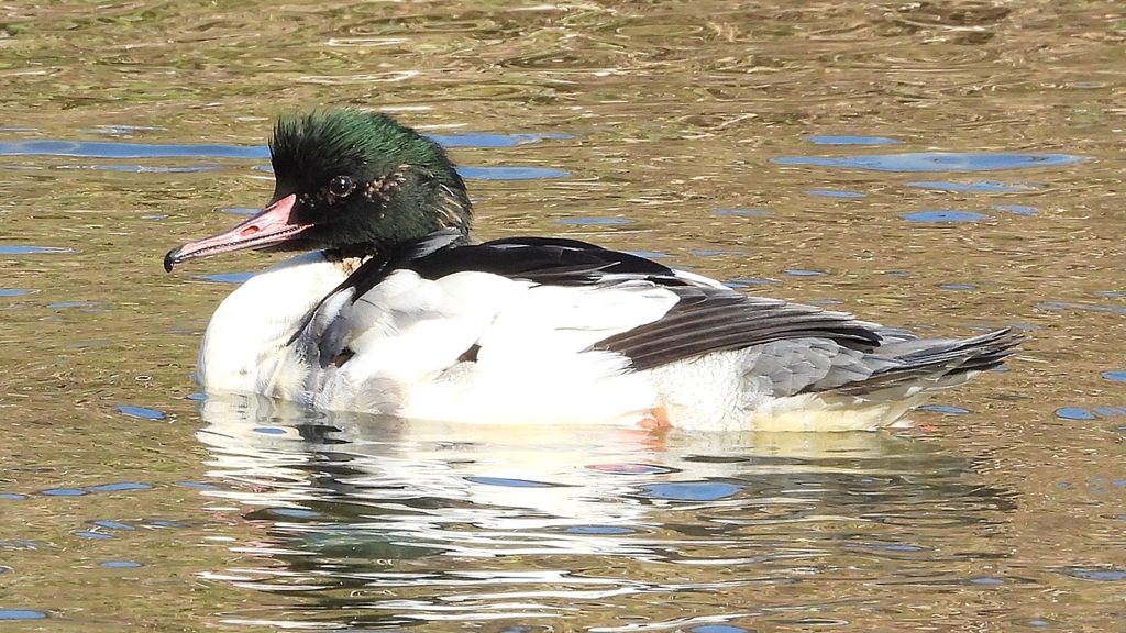 DSCN1804：カワアイサ（オス）