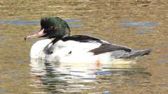 DSCN1804：カワアイサ（オス）