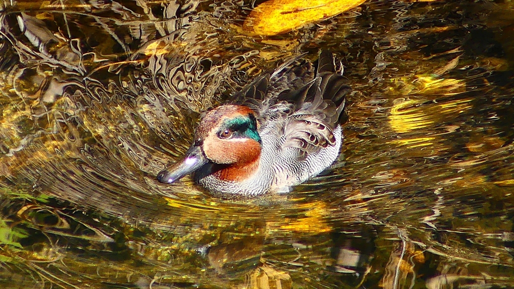 P2400568：コガモ（オス）