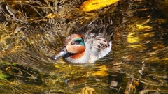 P2400568：コガモ（オス）