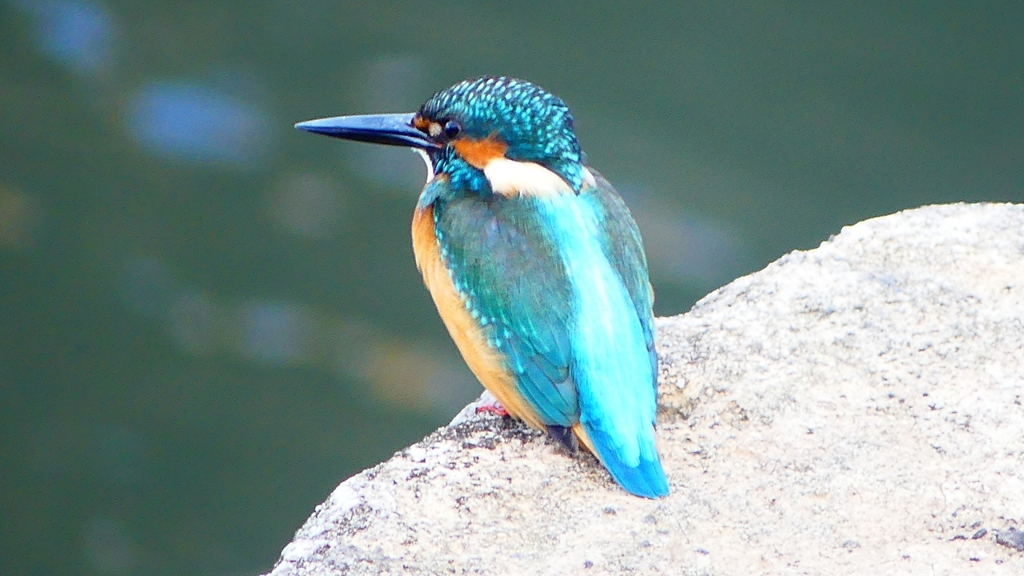 P2410059：カワセミ（オス）