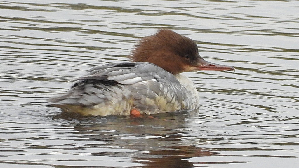 DSCN3495：カワアイサ（メス）