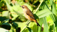 P2300363：ノビタキ