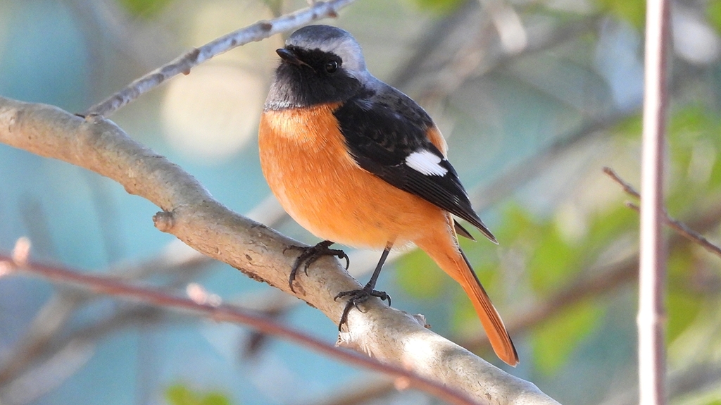 DSCN8318：ジョウビタキ（オス）