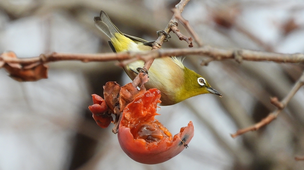 DSCN8520：メジロ