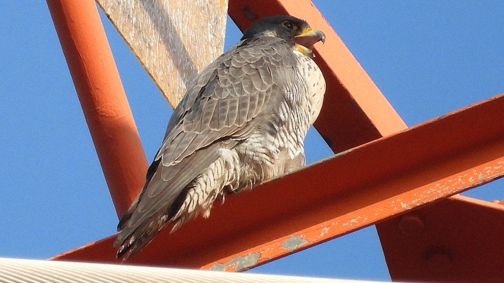 DSCN3796：ハヤブサ