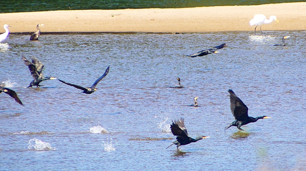 P2330284：カワウの狩り