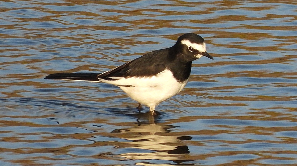 DSCN3646：セグロセキレイ