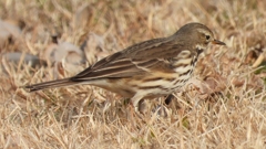 DSCN7596：タヒバリ