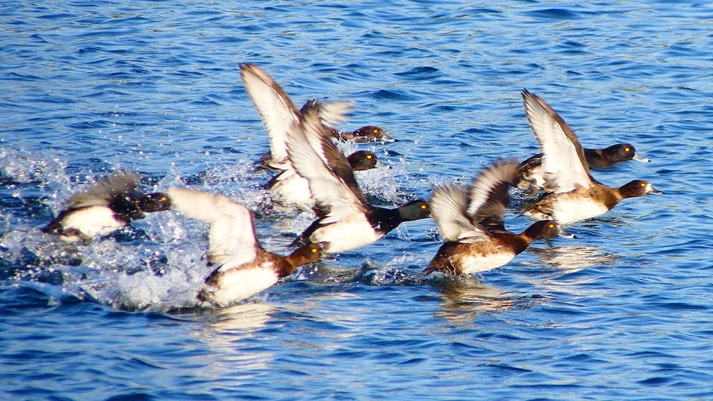 P2380159：飛ぶキンクロハジロ