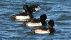 DSCN0888：キンクロハジロ