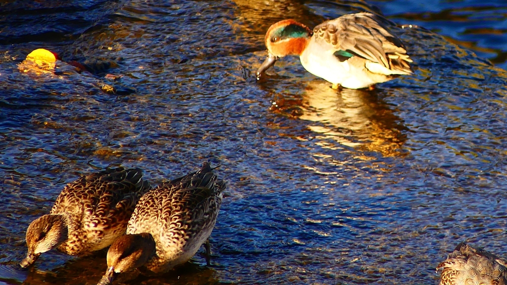 P2400247：コガモ