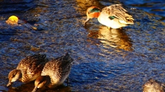 P2400247：コガモ