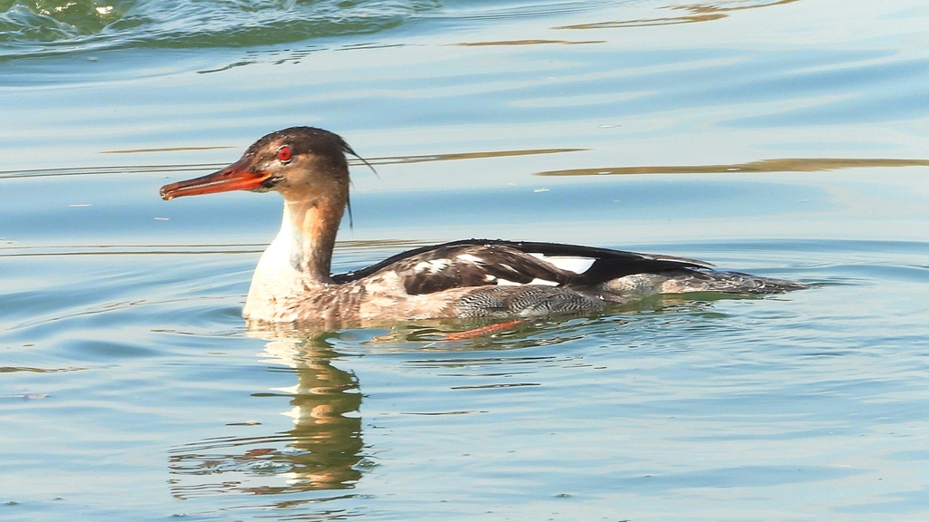 DSCN4574：ウミアイサ（オス）