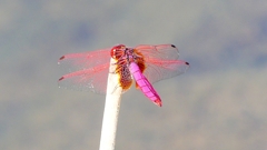 P2270174:ベニトンボ(オス) P2270174:ベニトンボ(オス)