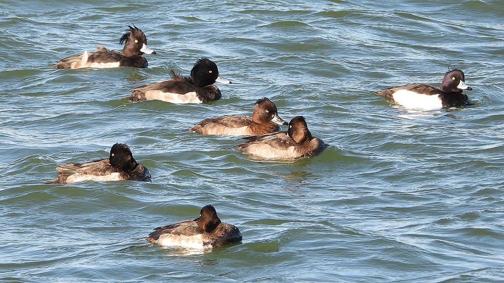 DSCN0908：キンクロハジロ