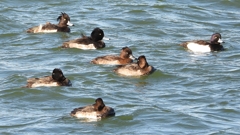 DSCN0908：キンクロハジロ