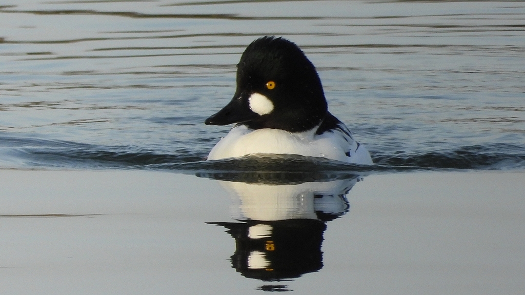 DSCN2428：ホオジロガモ（オス）