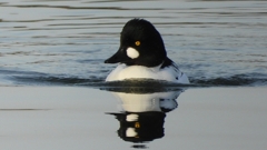 DSCN2428：ホオジロガモ（オス）