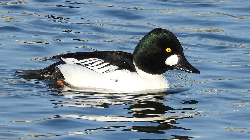 DSCN2604：ホオジロガモ（オス）