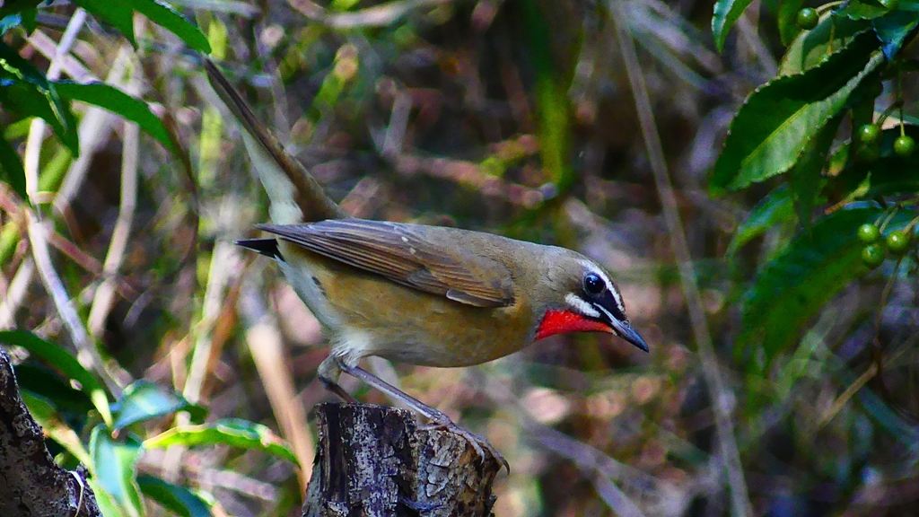 P2310532：ノゴマ（オス