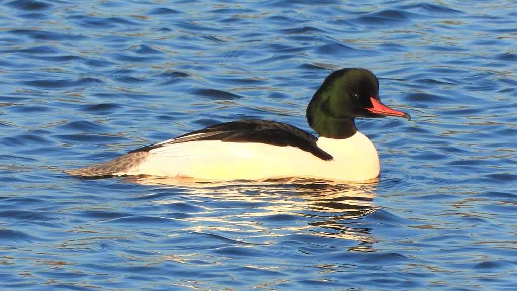 DSCN6339：カワアイサ